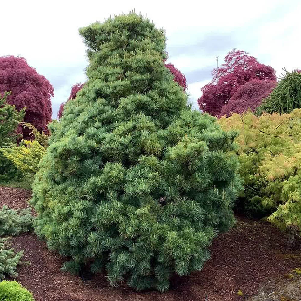Pin Japonez (Pinus Parvifolia) Bergman, cu ace verzi-albastrui