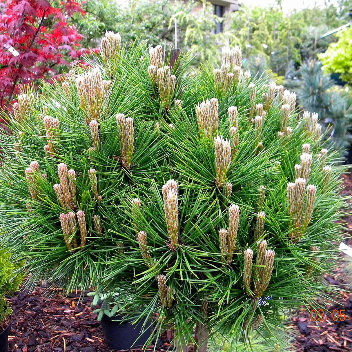 Pin Pitic Rosu Japonez (Pinus densiflora) Low Glow, cu ace verzi aprinse