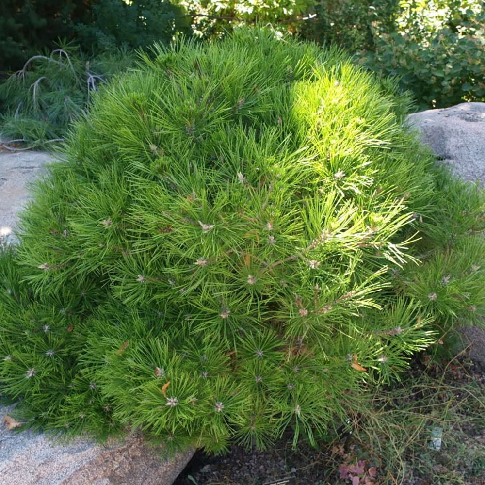 Pin Pitic Rosu Japonez (Pinus densiflora) Low Glow, cu ace verzi aprinse