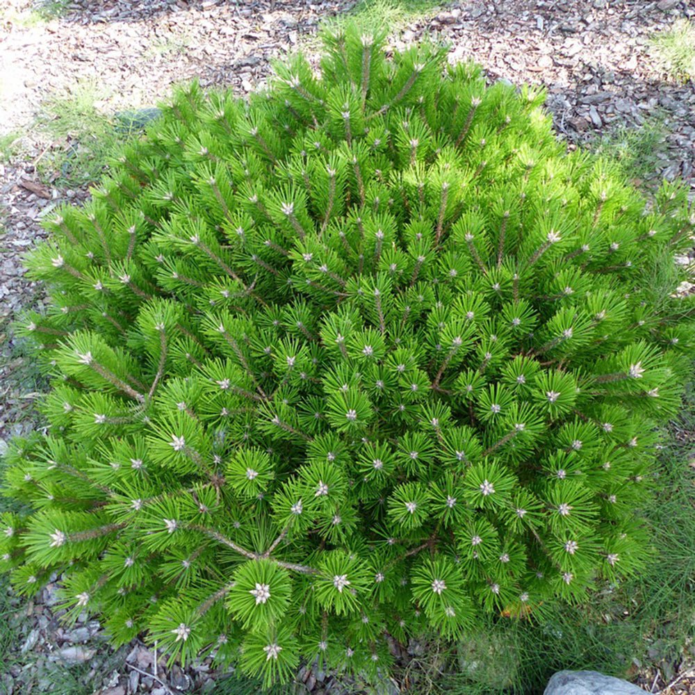 Pin Pitic Rosu Japonez (Pinus densiflora) Low Glow, cu ace verzi aprinse