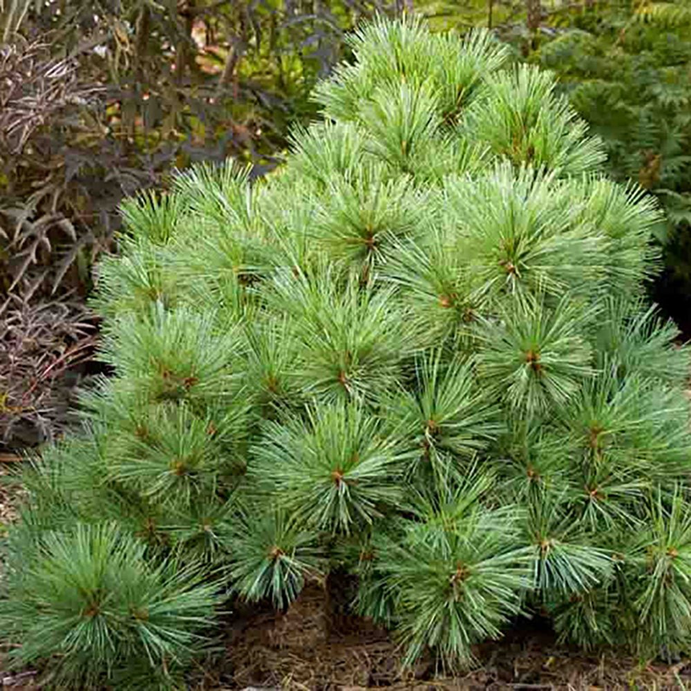 Pin Strobus Minima (Pinus Strobus Minima), cu ace verzi lungi