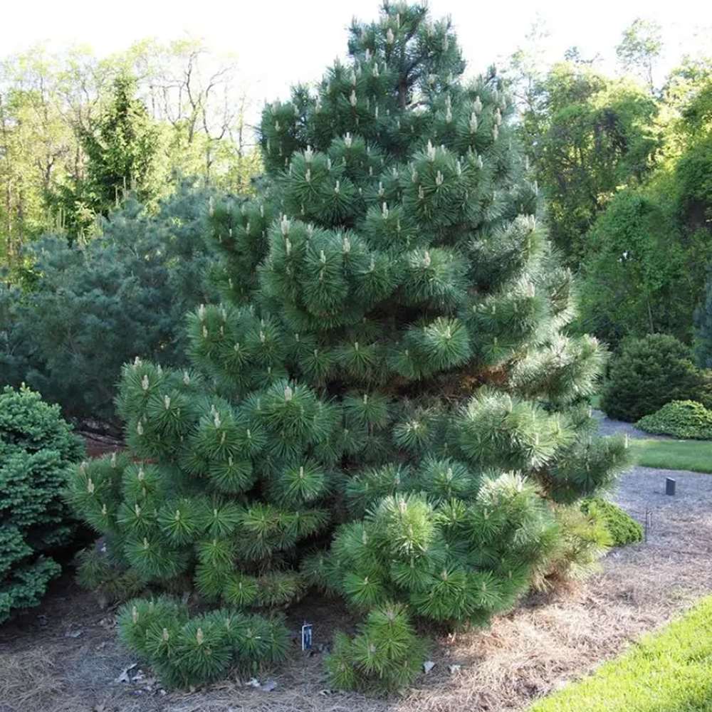 Pin austriac negru (Pinus nigra nigra), cu ace verzi