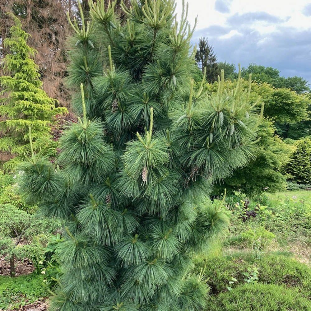 Pin Pitic verde-argintiu Schwerinii Wiethorst, cu ace lungi verzi-argintiu