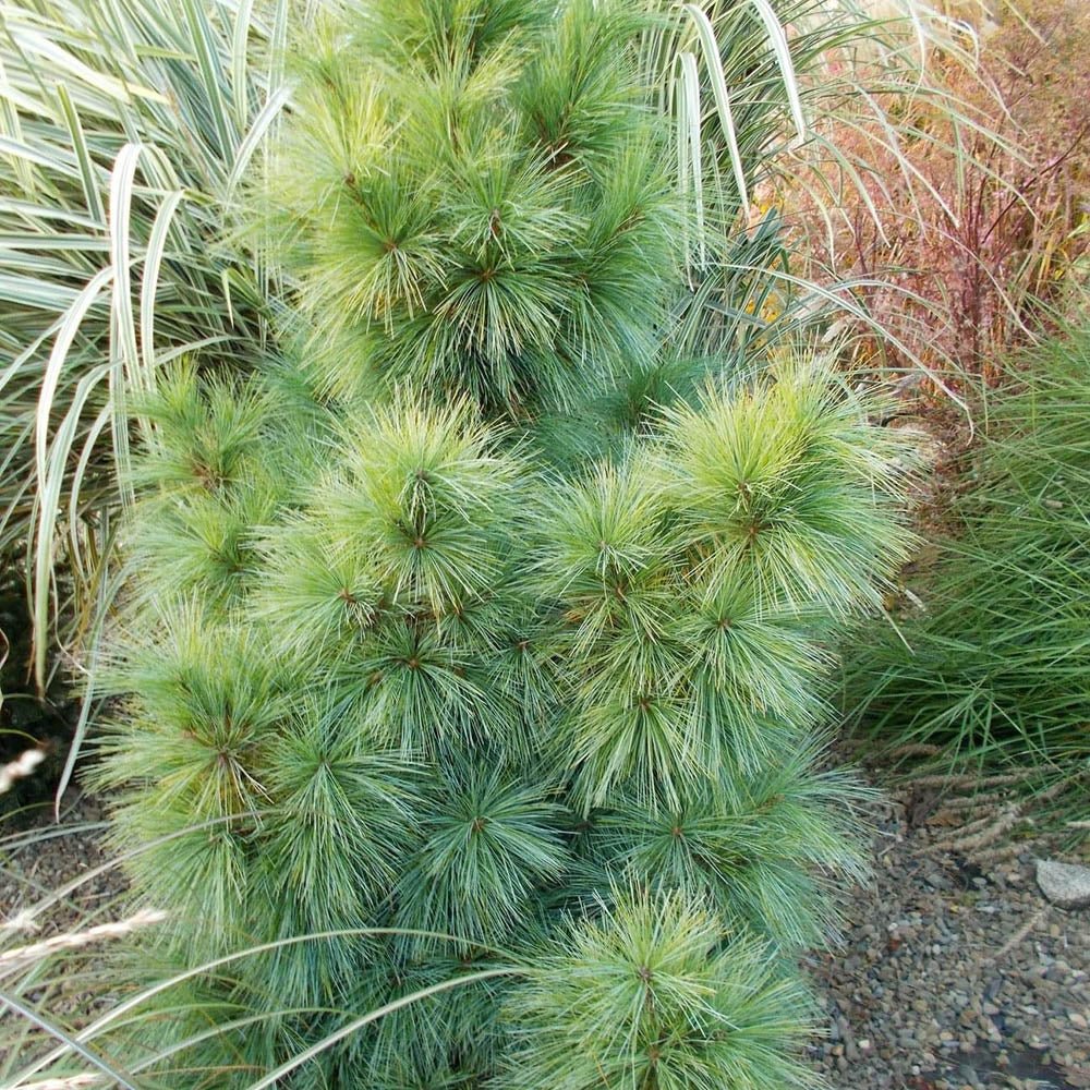 Pin Pitic verde-argintiu Schwerinii Wiethorst, cu ace lungi verzi-argintiu