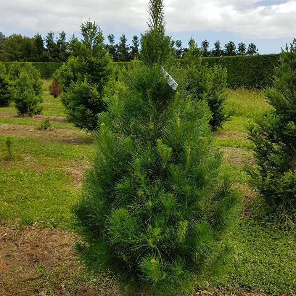 Pin Bosniac (Pinus Heldreichii Satellit), cu ace verzi