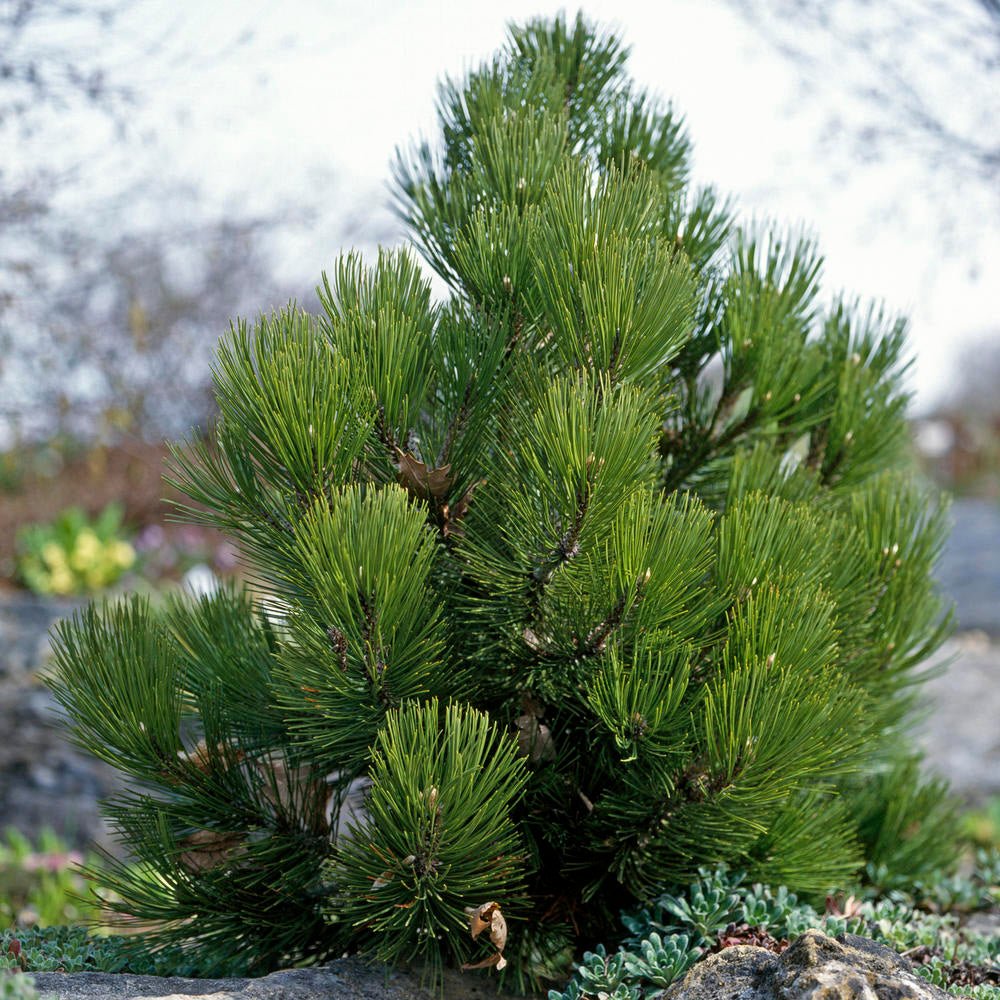 Pin Bosniac (Pinus Heldreichii Satellit), cu ace verzi