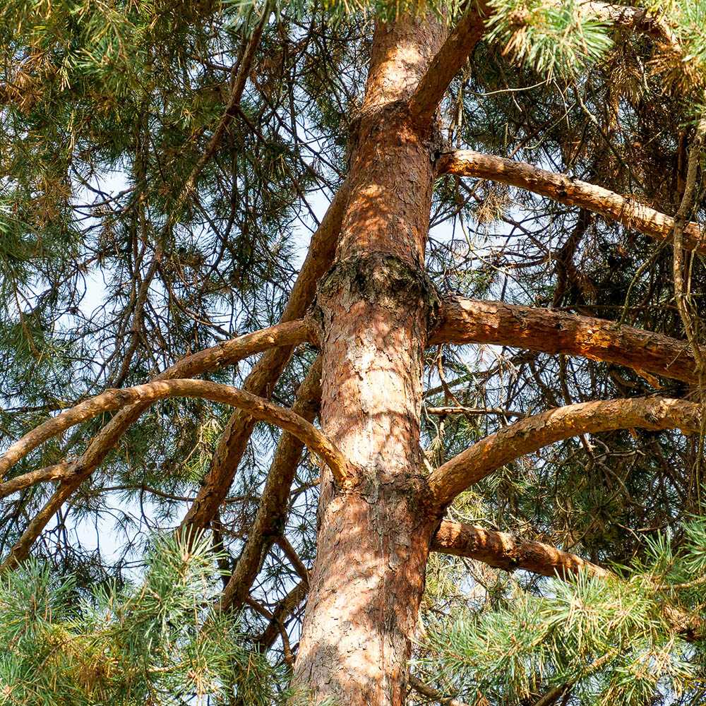 Pin Scotian de Padure (Pinus Sylvestris)