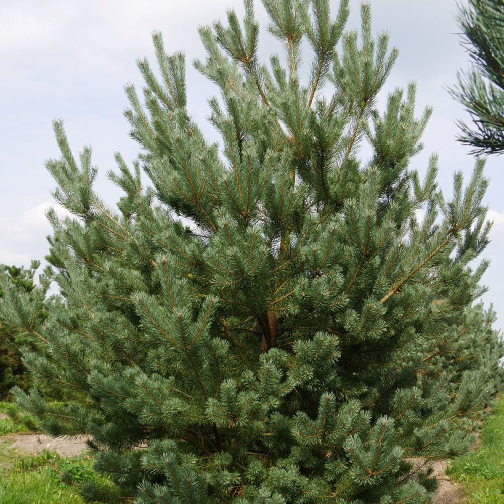 Pin Scotian de Padure (Pinus Sylvestris)