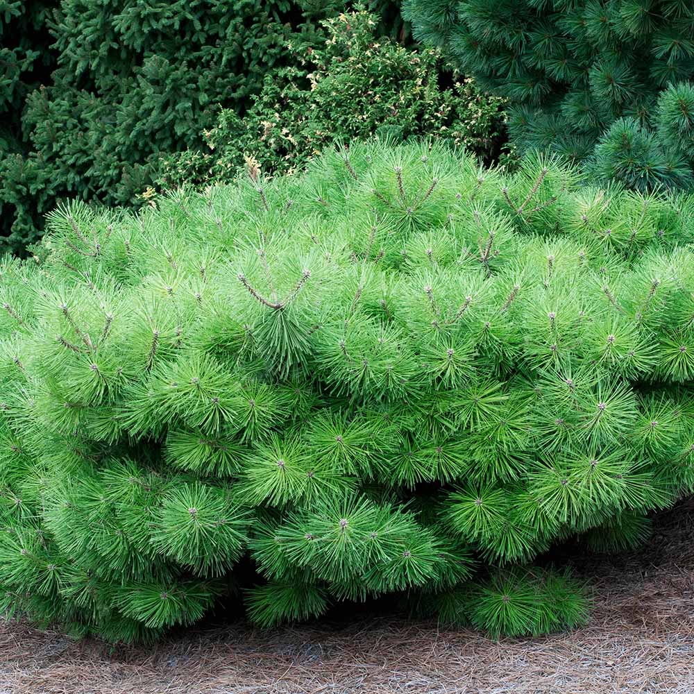 Pin Rosu Japonez Jane Kluis, cu ace verzi-inchis