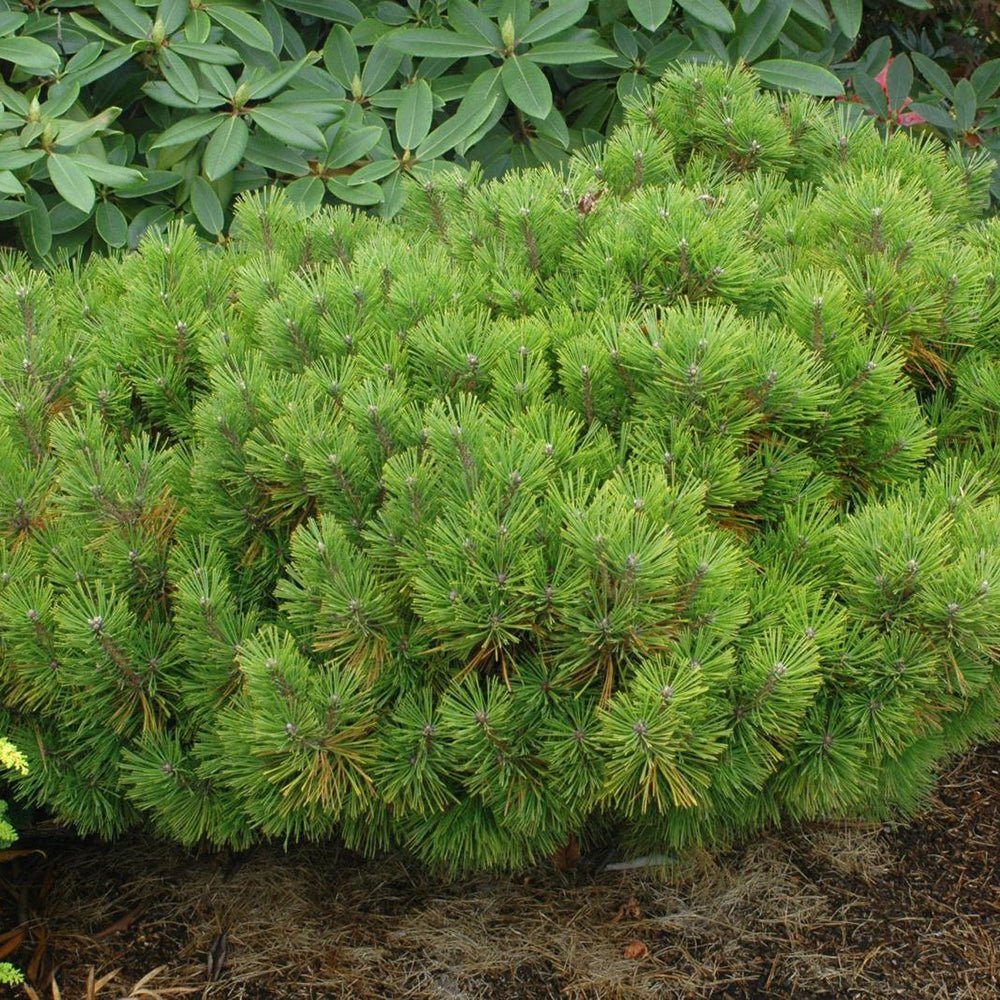 Pin Rosu Japonez Jane Kluis, cu ace verzi-inchis