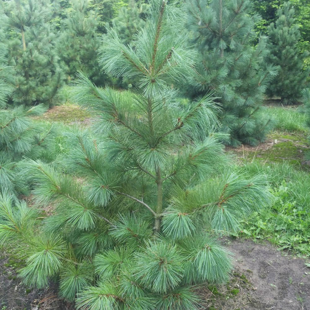 Pin Strob (Pinus Strobus), cu ace moi verzi