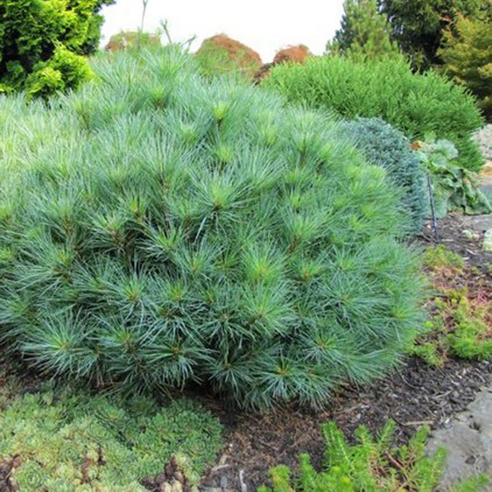 Pin Strobus Radiata, cu ace verde-albastrui