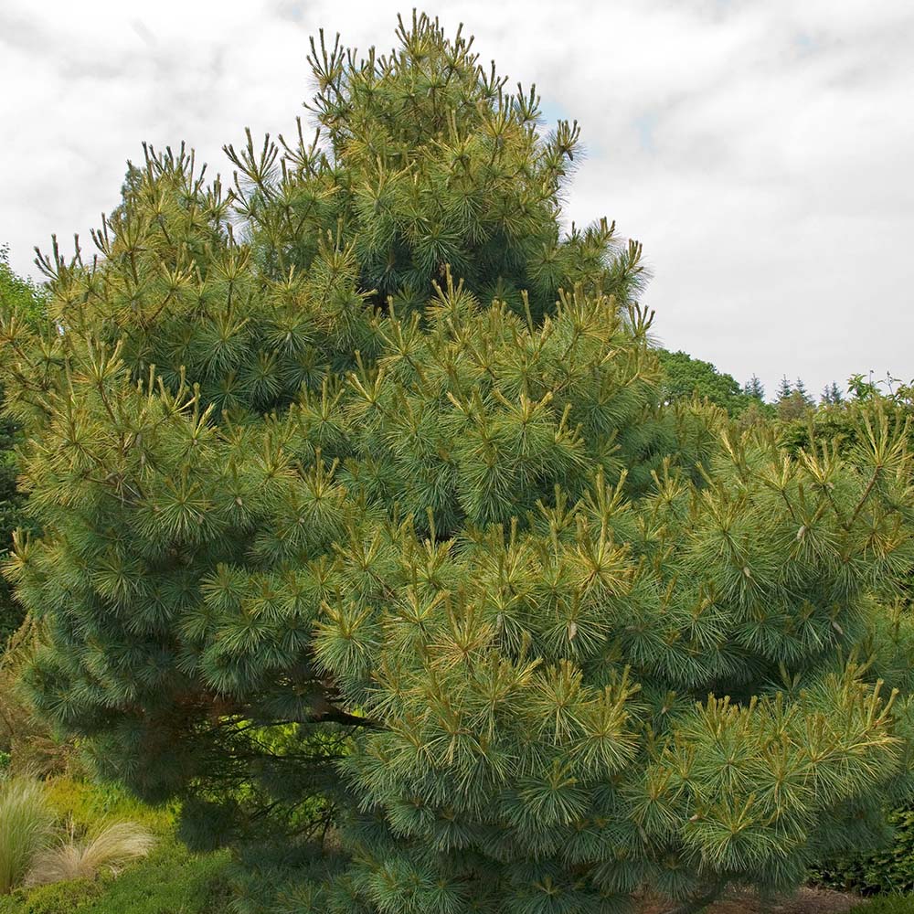 Pin Strobus Radiata, cu ace verde-albastrui