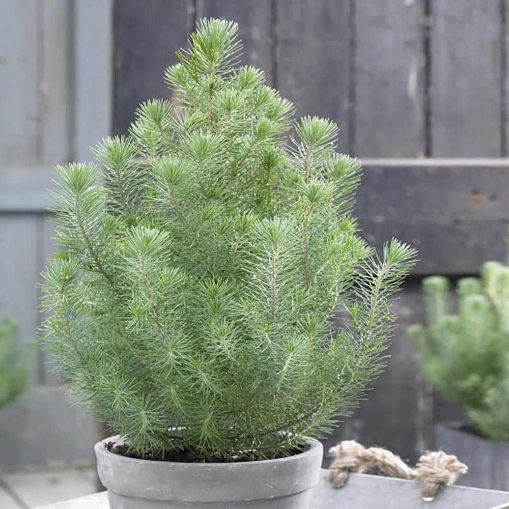 Pin pitic gresesc (Pinus Pinea) Silver Crest, cu ace argintii