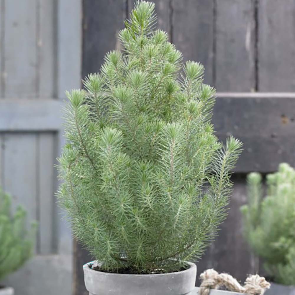 Pin pitic gresesc (Pinus Pinea) Silver Crest, cu ace argintii