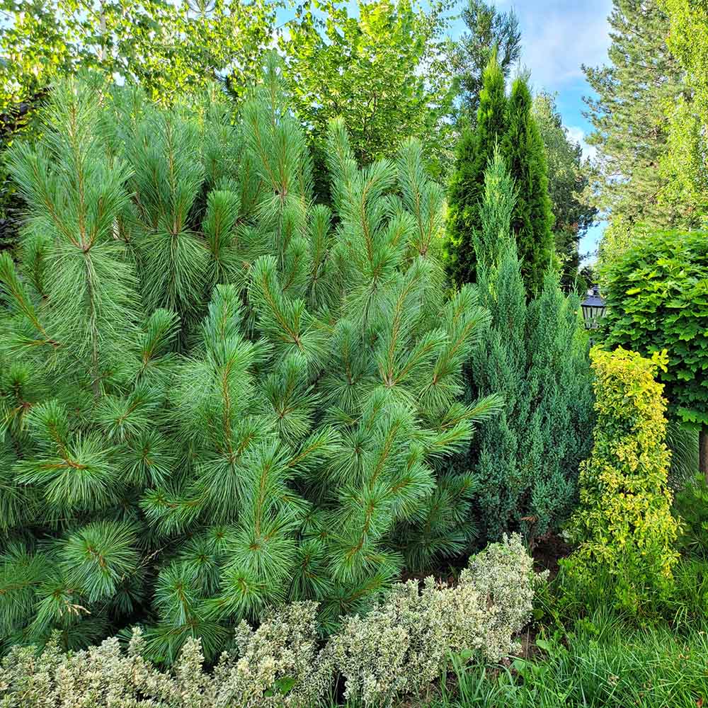 Pin de Himalaya (Pinus Wallichiana), cu ace moi verzi si lungi