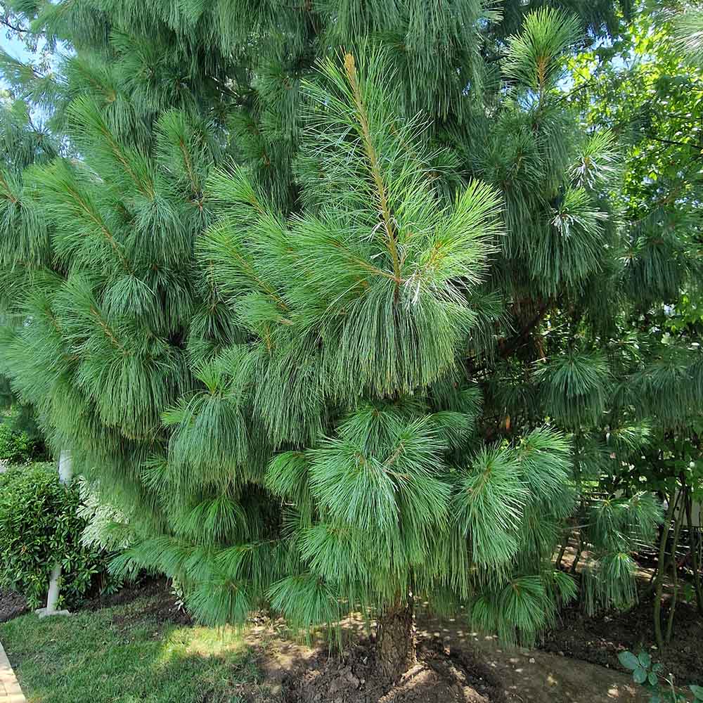 Pin de Himalaya (Pinus Wallichiana), cu ace moi verzi si lungi