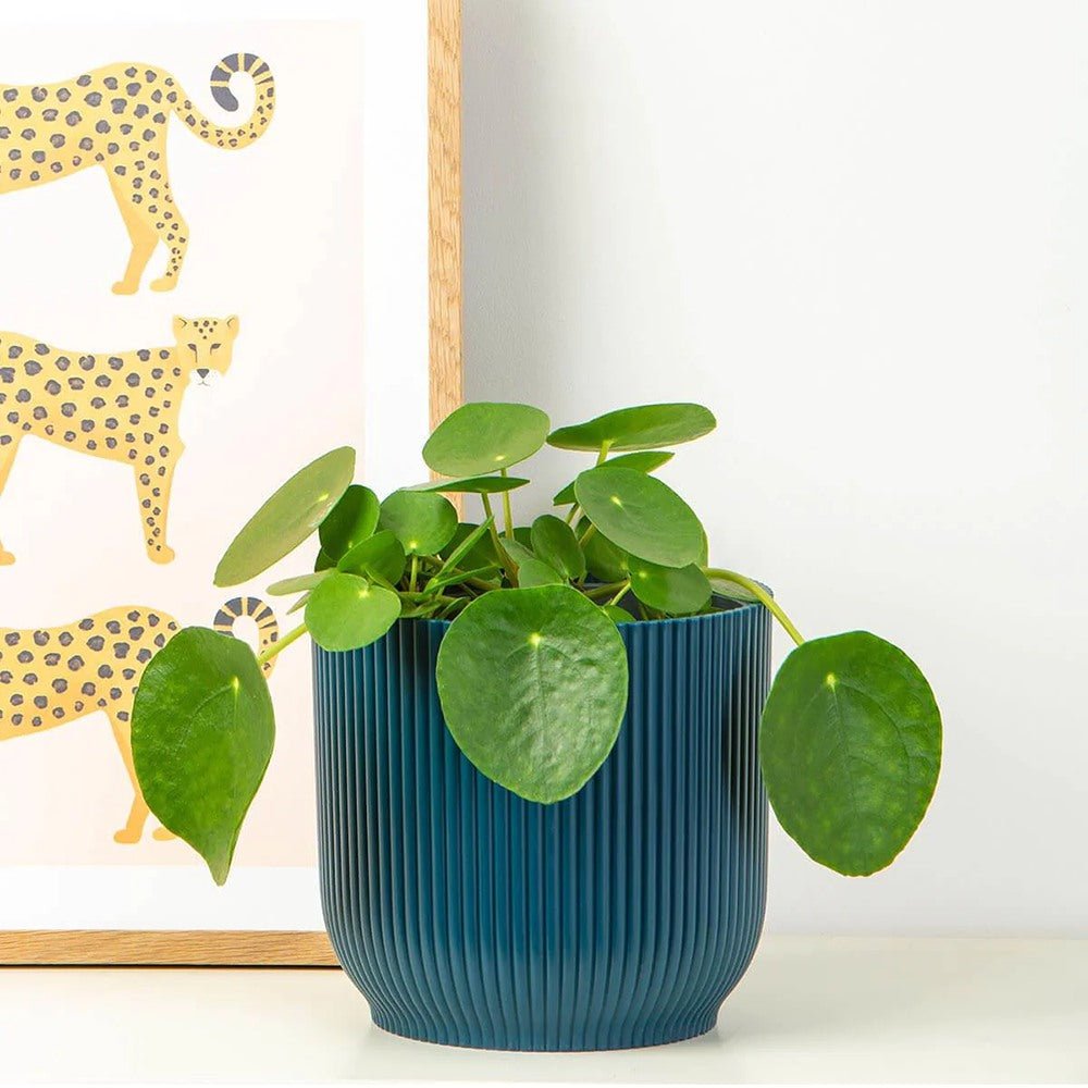 Planta Banilor (Pilea Peperomioides) - 25 cm