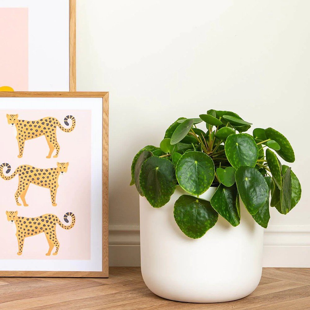 Planta Banilor (Pilea Peperomioides) - 25 cm