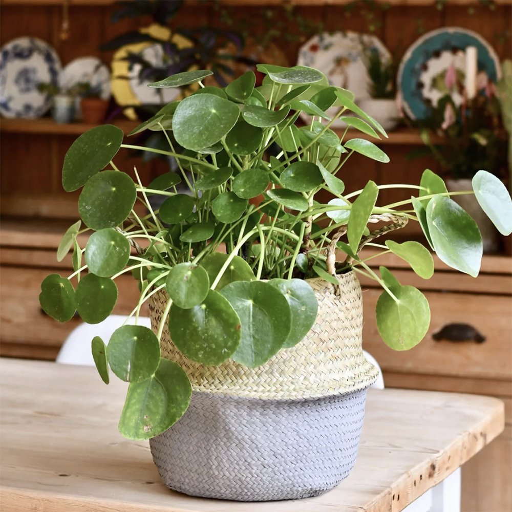 Planta Banilor (Pilea Peperomioides) - 25 cm