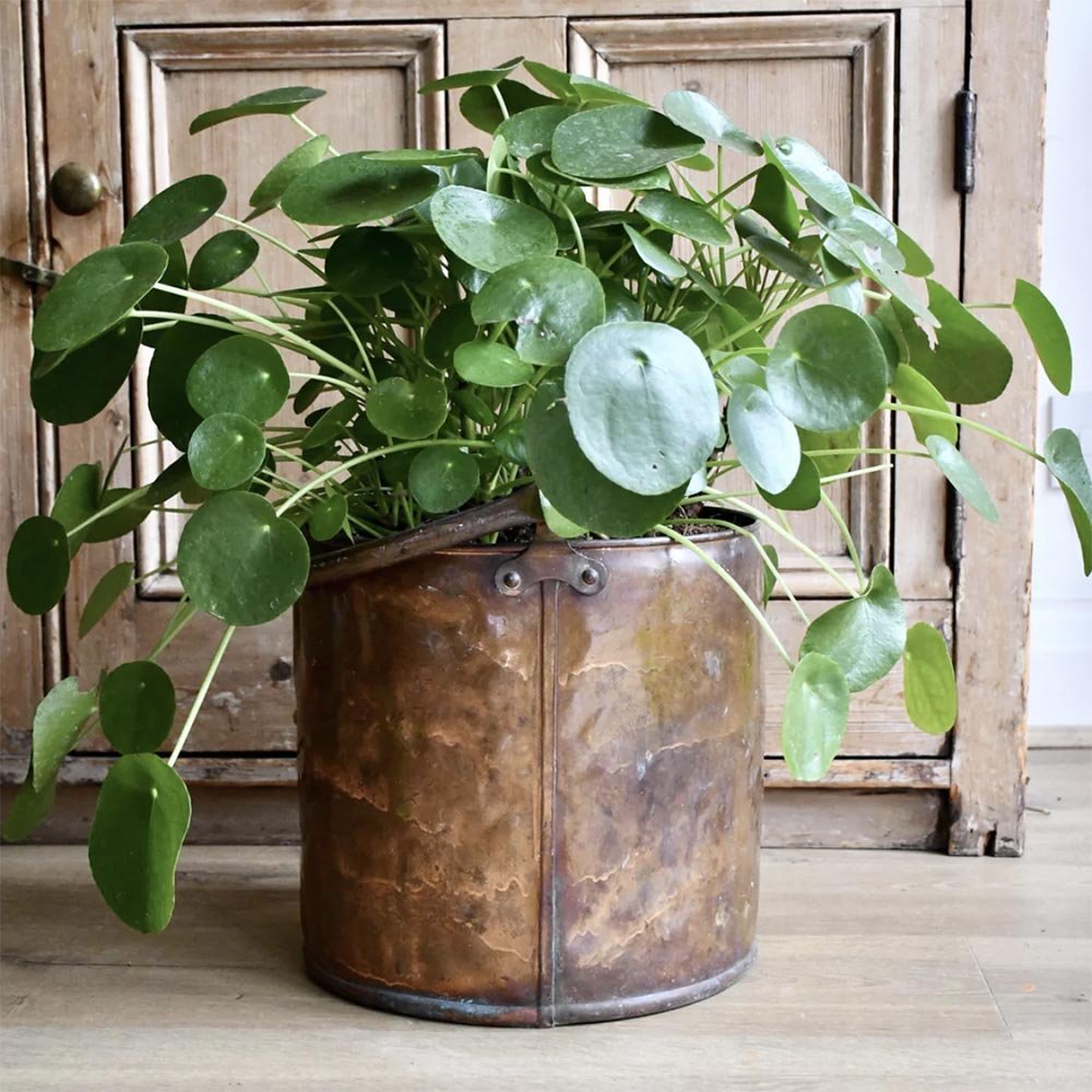 Planta Banilor (Pilea Peperomioides) - 25 cm