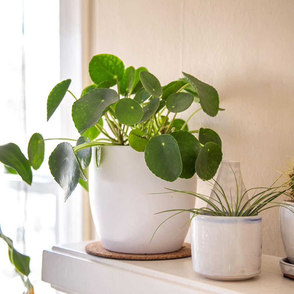 Planta Banilor (Pilea Peperomioides) - 25 cm