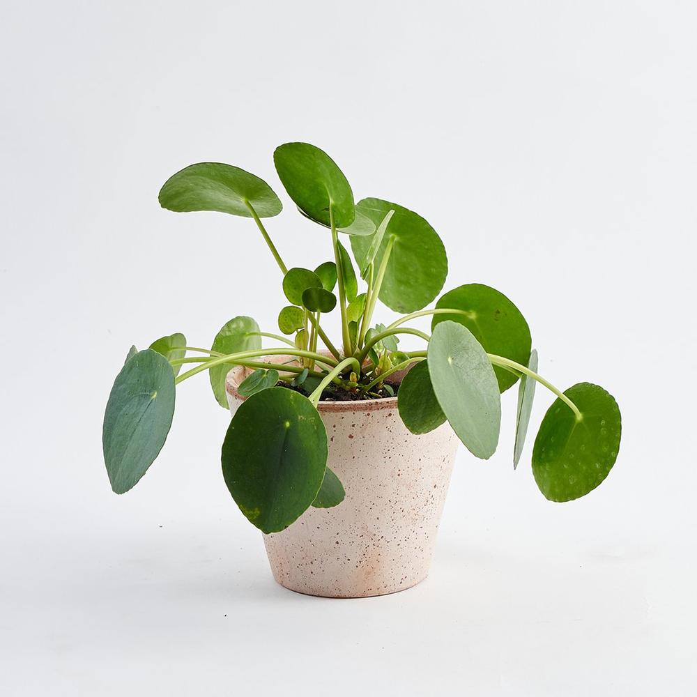 Planta Banilor (Pilea Peperomioides) - 25 cm