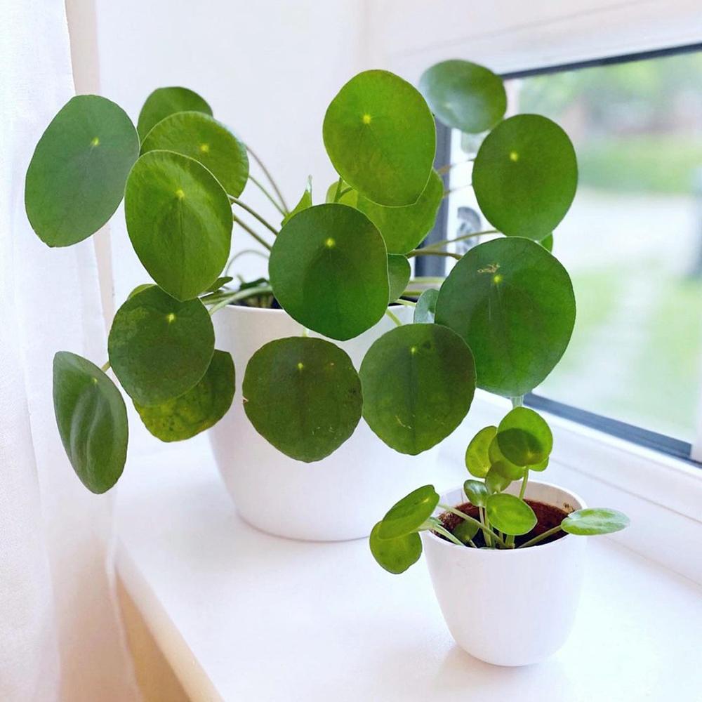 Planta Banilor (Pilea Peperomioides) - 25 cm