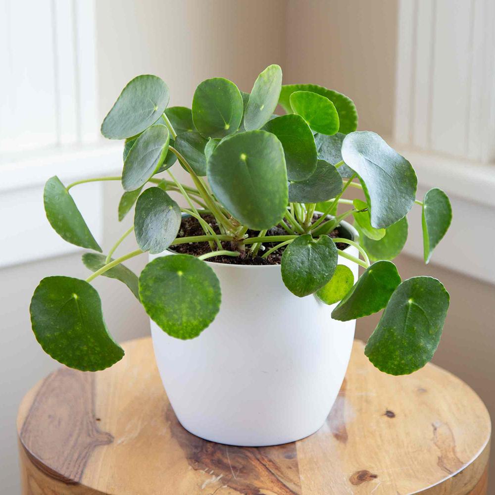 Planta Banilor (Pilea Peperomioides) - 25 cm