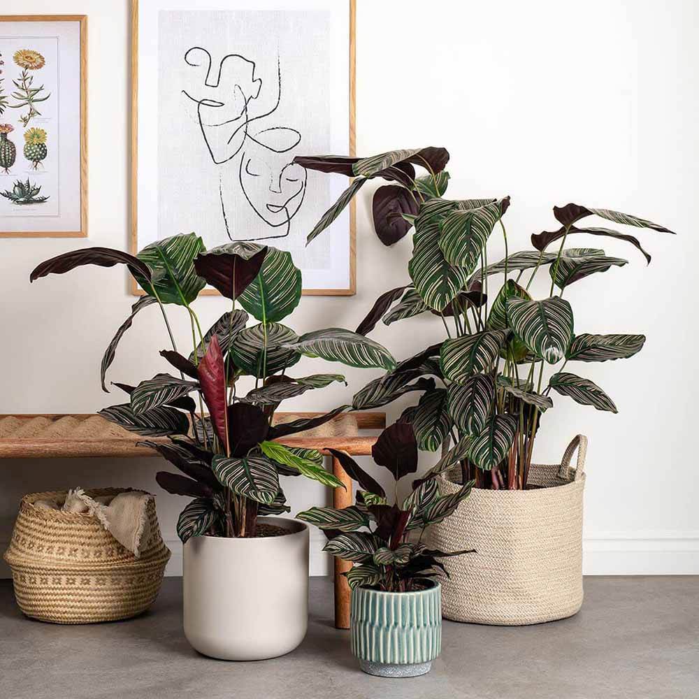 Planta Care Se Roaga (Calathea Ornata) - 50-60 cm
