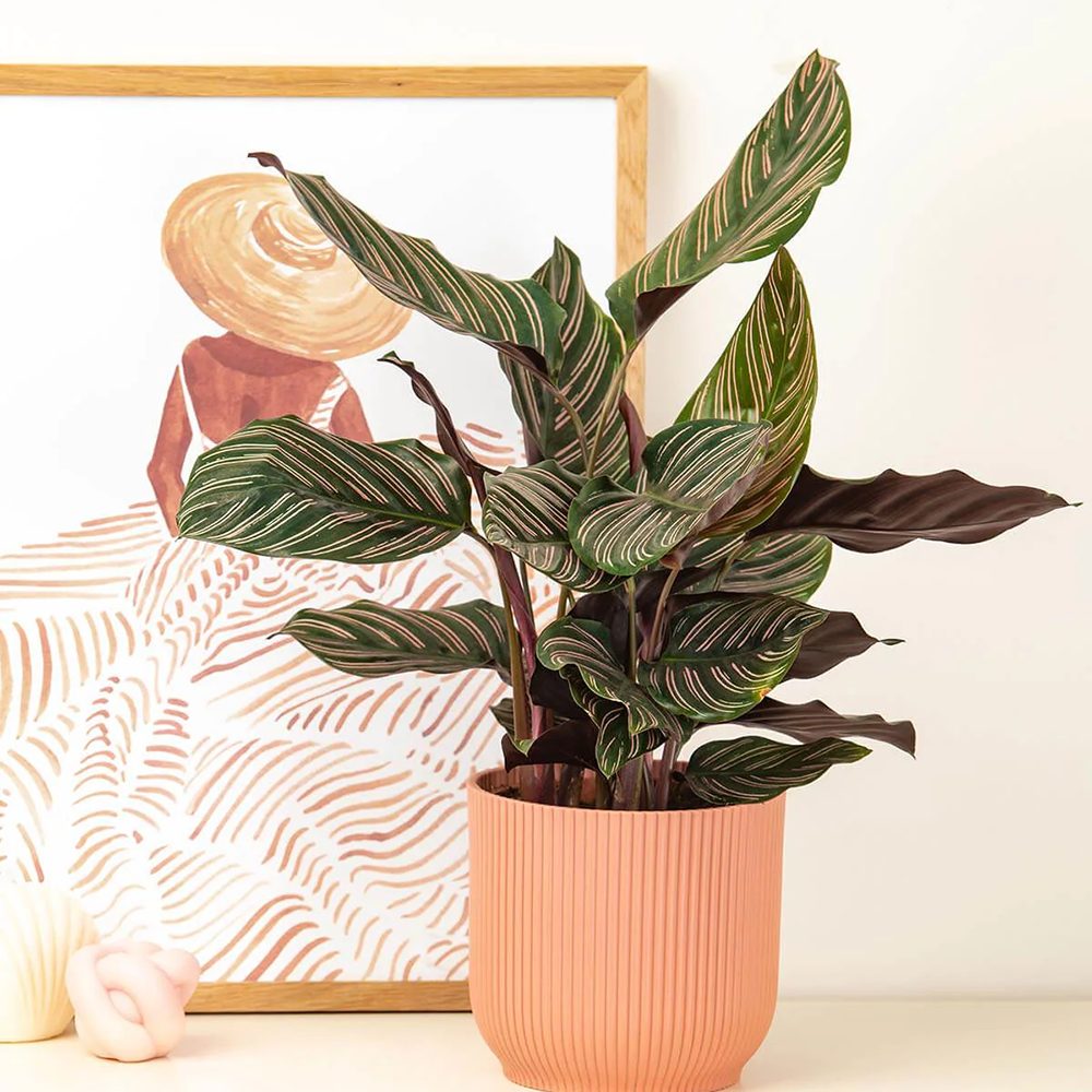 Planta Care Se Roaga (Calathea Ornata) - 50-60 cm