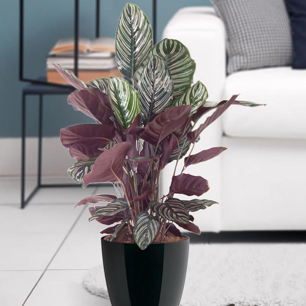 Planta Care Se Roaga (Calathea Ornata) - 50-60 cm