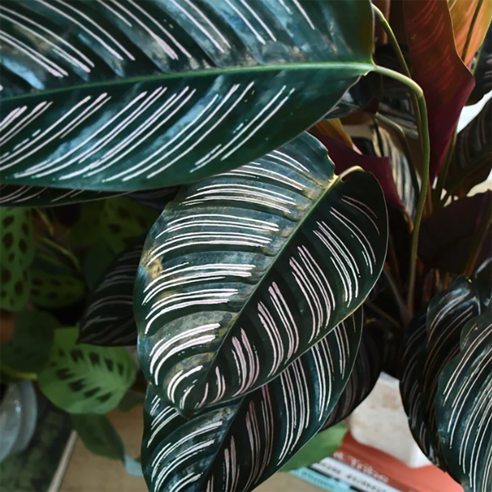 Planta Care Se Roaga (Calathea Ornata) - 50-60 cm