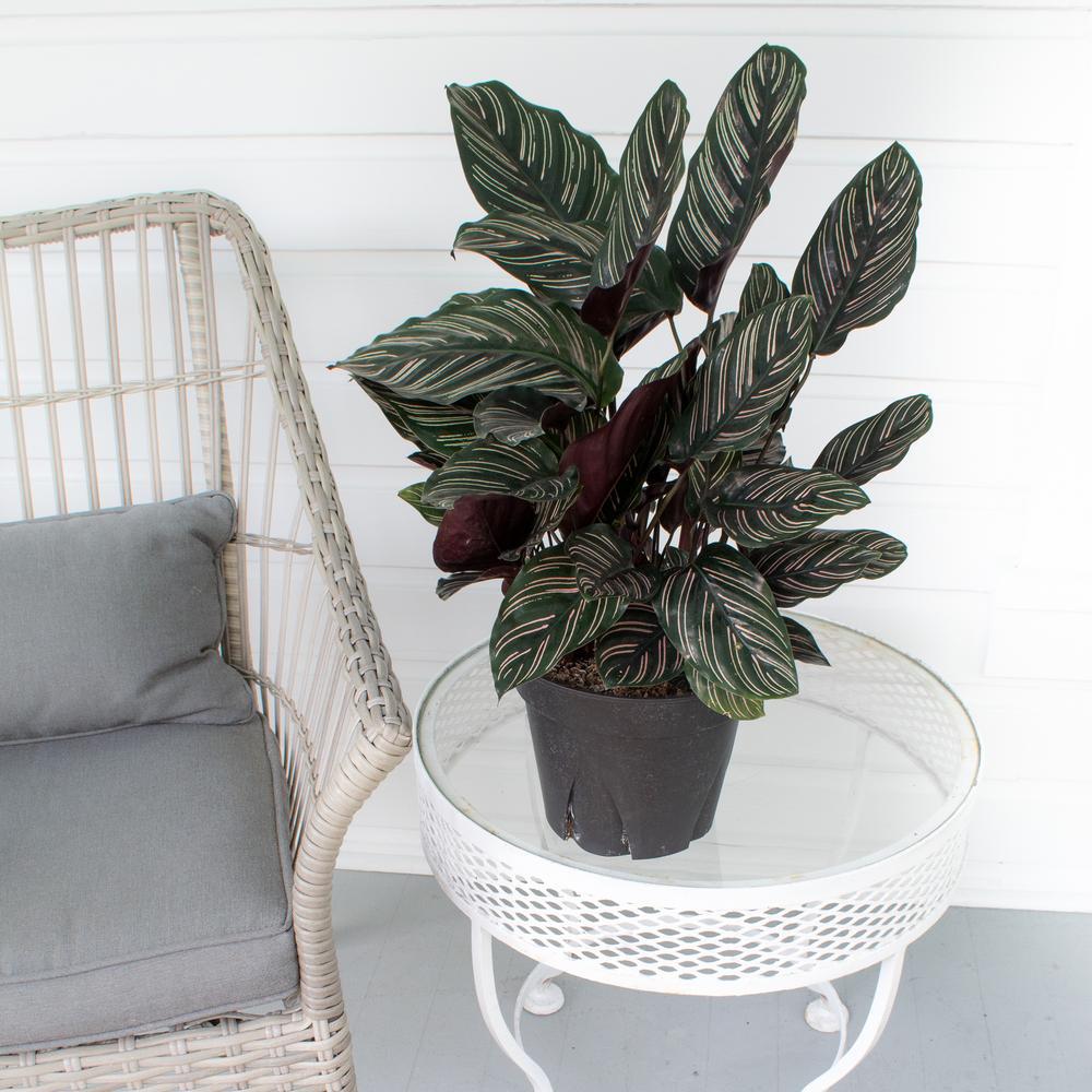 Planta Care Se Roaga (Calathea Ornata) - 50-60 cm