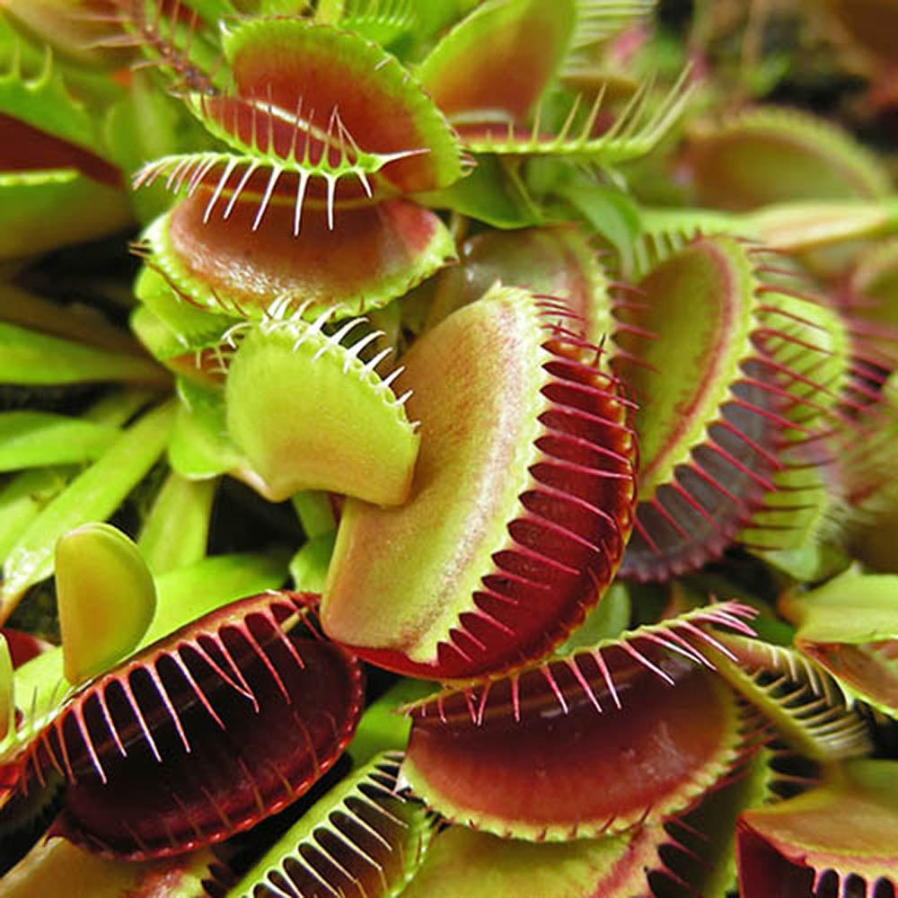 Planta carnivora Capcana lui Venus (Dionaea muscipula) - 20 cm