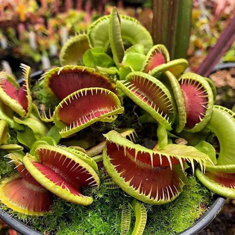 Planta Carnivora (Dionaea) - 20 cm - VERDENA-20 cm la livare in ghiveci cu Ø 12 cm