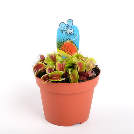 Planta Carnivora (Dionaea) - 20 cm - VERDENA-20 cm la livare in ghiveci cu Ø 12 cm