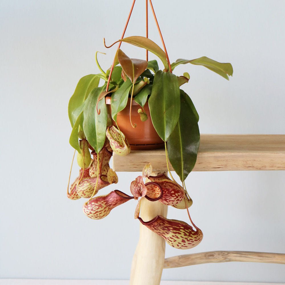 Planta Carnivora (Nepenthes) Alata Monkey Jars- 40 cm
