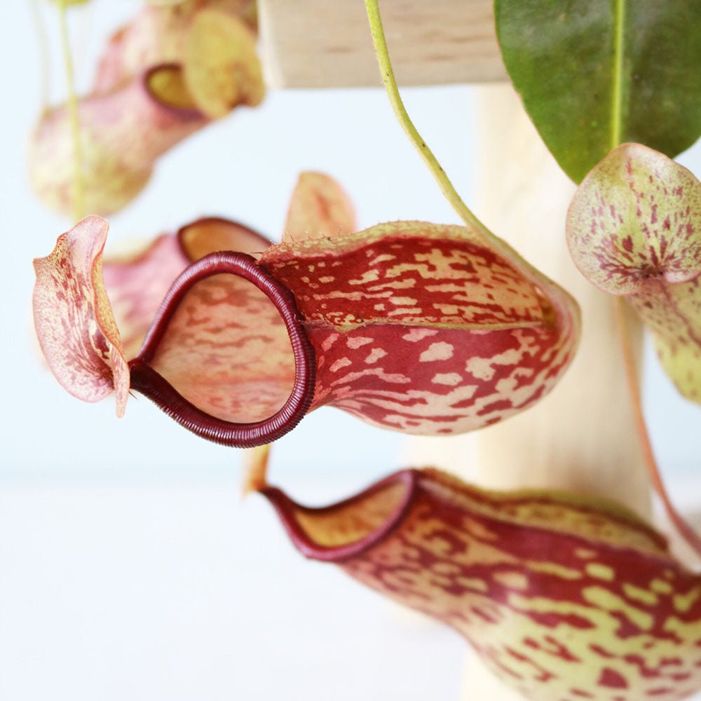 Planta Carnivora (Nepenthes) Alata Monkey Jars- 40 cm