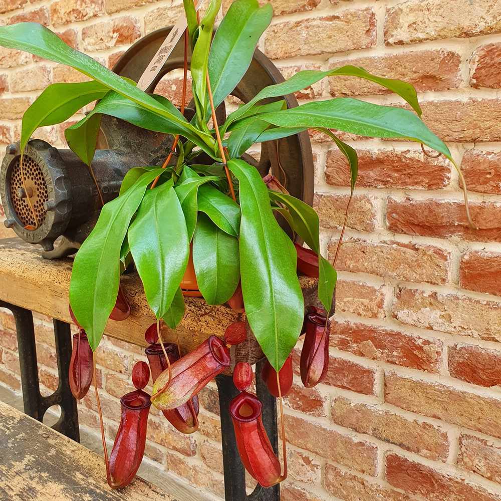 Planta Carnivora (Nepenthes) Alata Monkey Jars- 40 cm