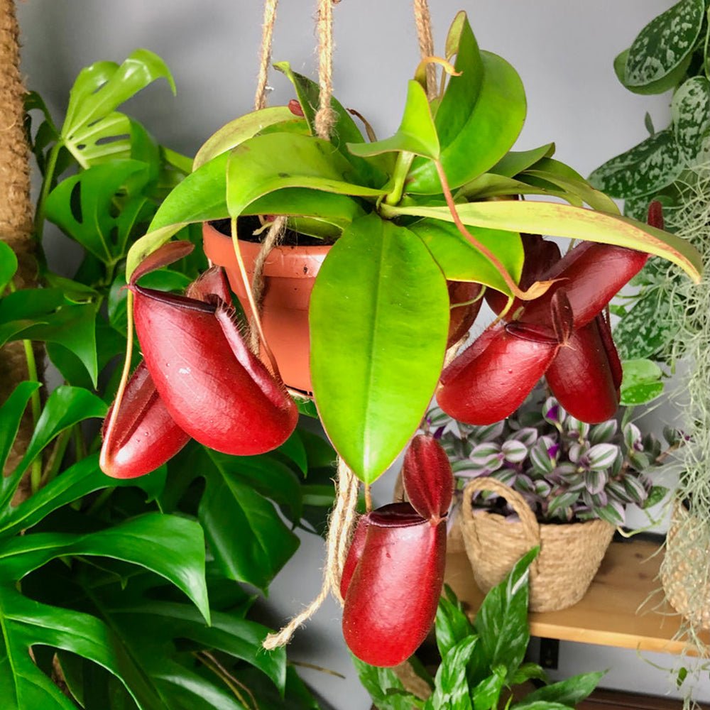 Planta Carnivora (Nepenthes) Bloody Mary - 10 cm