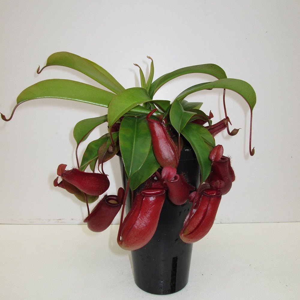 Planta Carnivora (Nepenthes) Bloody Mary - 10 cm