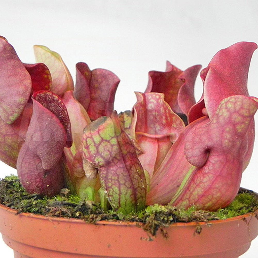 Planta Carnivora, Planta Ulcior (Sarracenia Purpurea venosa rosu) - 30 cm