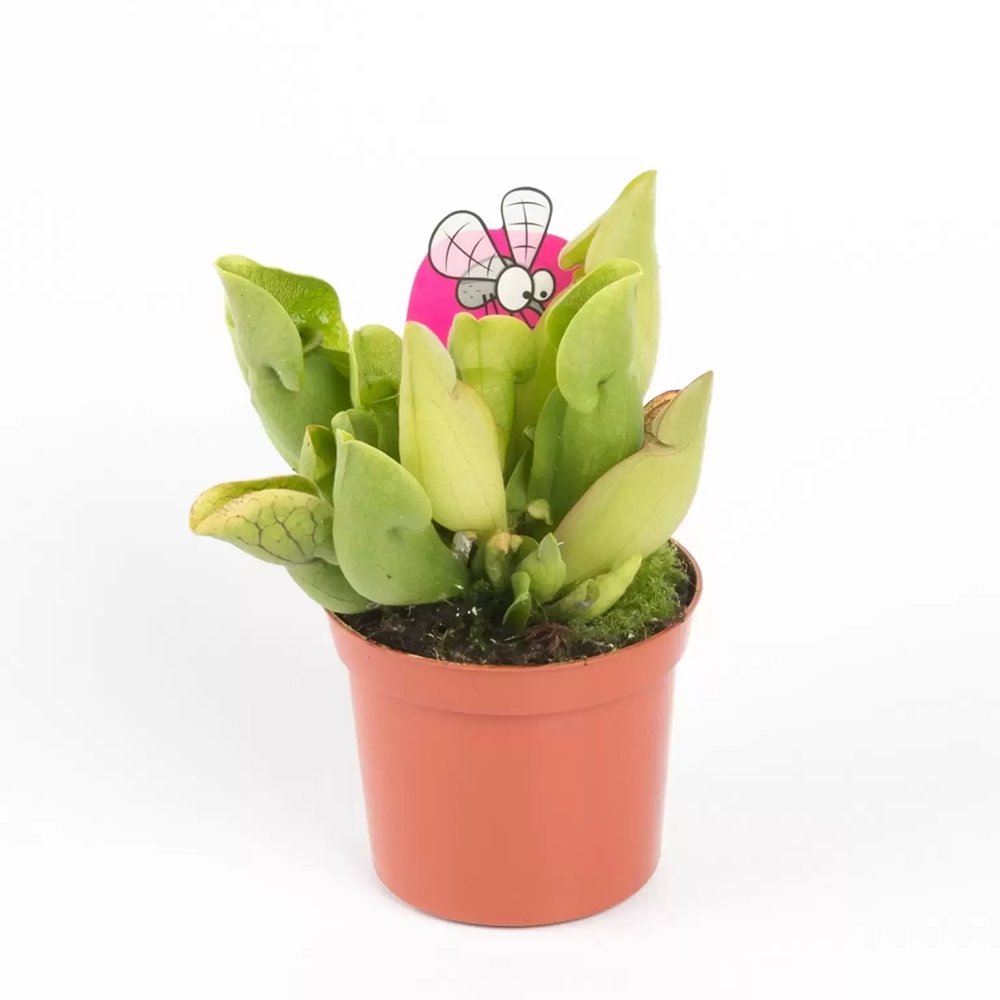 Planta Carnivora, Planta Ulcior (Sarracenia Purpurea Venosa Verde) - 25 cm