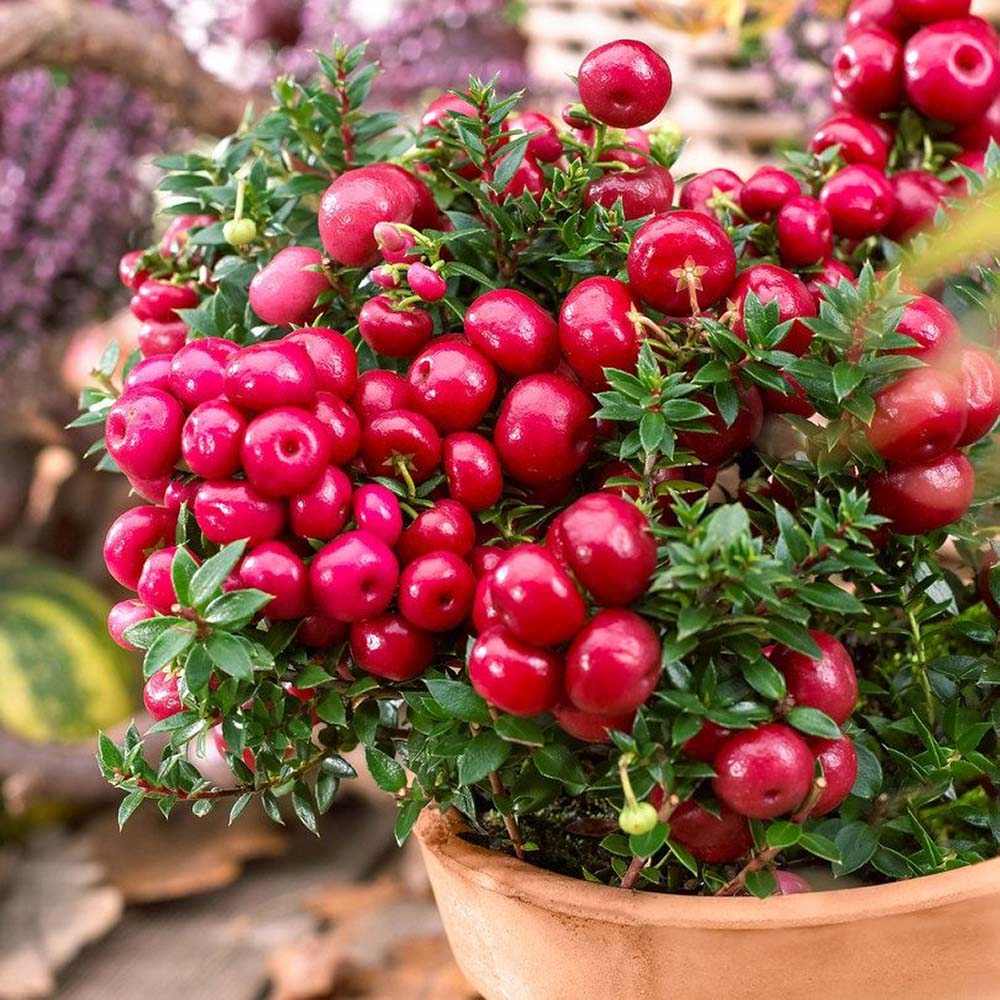 Planta cu Fructe Decorative Rosii (Gaultheria mucronata Red) - VERDENA-25 cm inaltime, livrat in ghiveci de 3 l