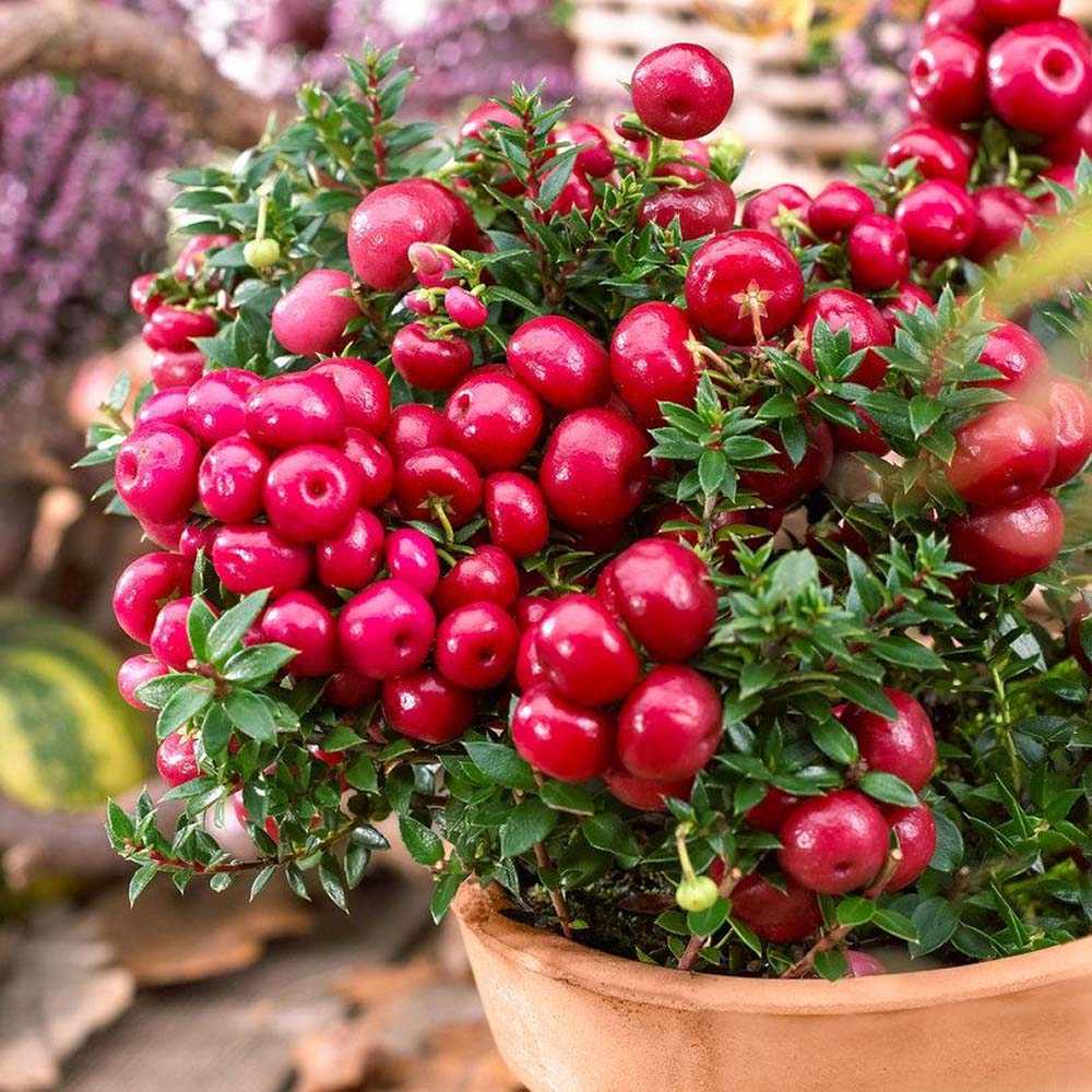 Planta cu Fructe Decorative Rosii (Gaultheria mucronata Red)