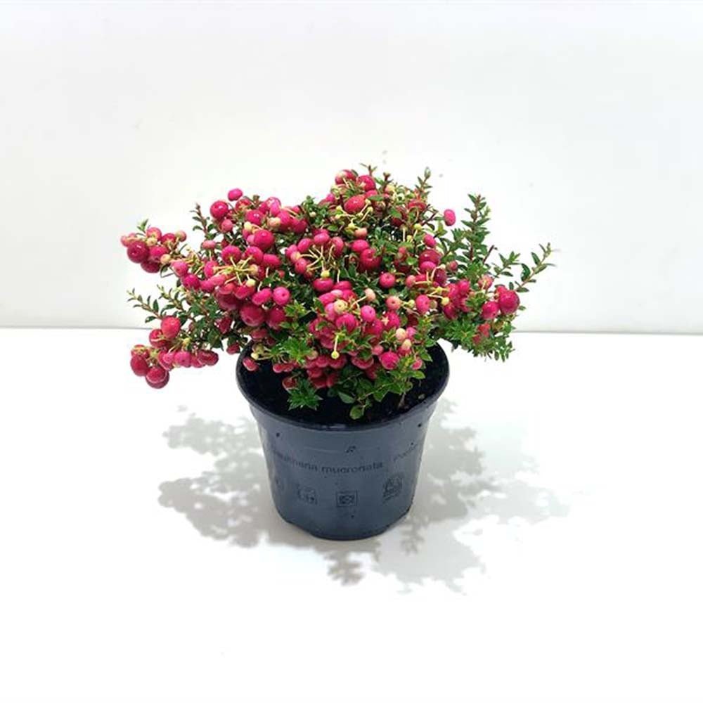 Planta cu Fructe Decorative Rosii (Gaultheria mucronata Red)
