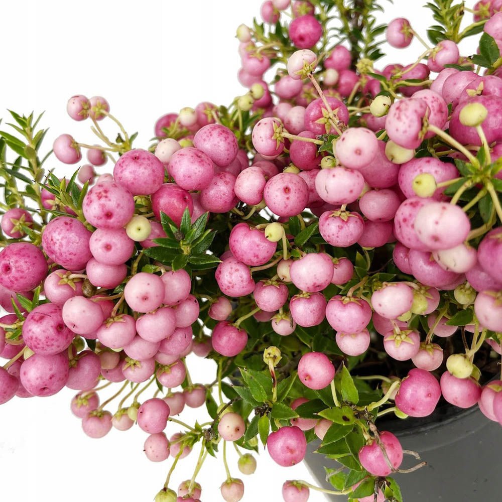 Planta cu Fructe Decorative Roz (Gaultheria mucronata Pink) - VERDENA-25 cm inaltime, livrat in ghiveci de 1.5 l