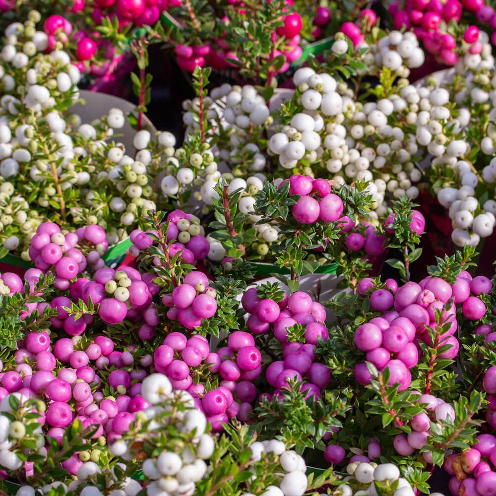 Planta cu Fructe Decorative Roz (Gaultheria mucronata Pink) - VERDENA-25 cm inaltime, livrat in ghiveci de 1.5 l