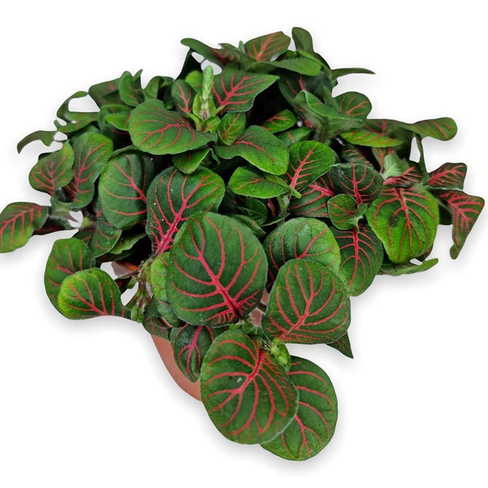 Planta cu Piele de Sarpe Fittonia Bubble Red, frunze verzi cu vene rosii